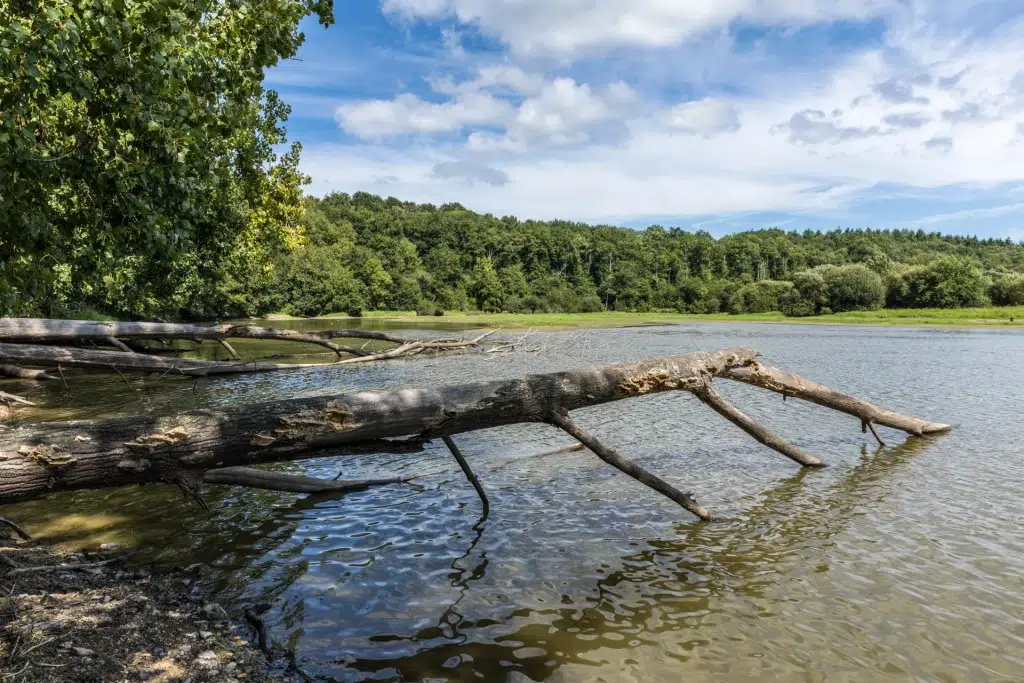 lac jaunay branche