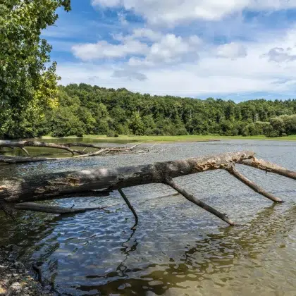 lac jaunay branche