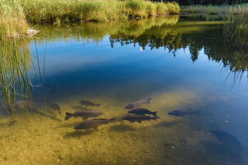 poissons lac