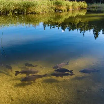 poissons lac