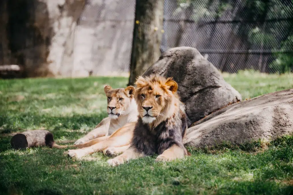 zoo des sables 2