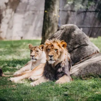 zoo des sables 2